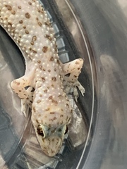 Hemidactylus turcicus