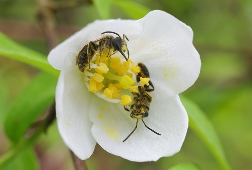 Andrena cerebrata photographed in Tennessee