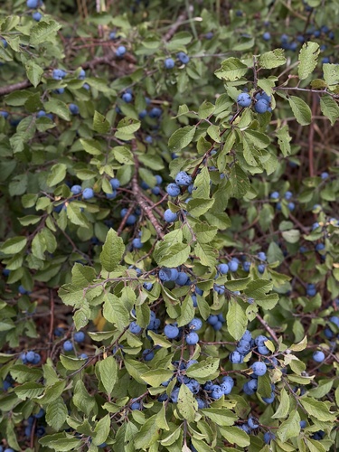 Blackthorn