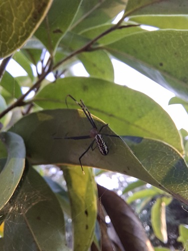 Hairy Golden Orb-weaving Spider