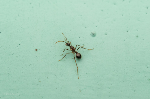 Pheidole parasiticaPheidole parasitica
