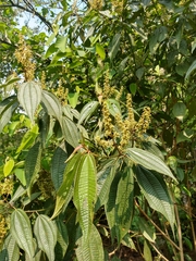 Miconia sylvatica