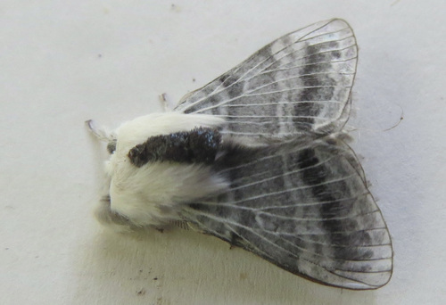 Tolype distincta photo 2