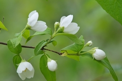 Philadelphus hirsutus