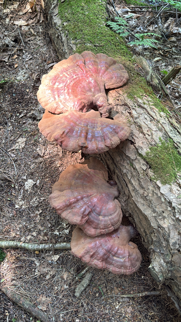 hemlock varnish shelf · August 2026 · photo: Photo: (c) nebrooks, some rights reserved (CC BY) · iNaturalist