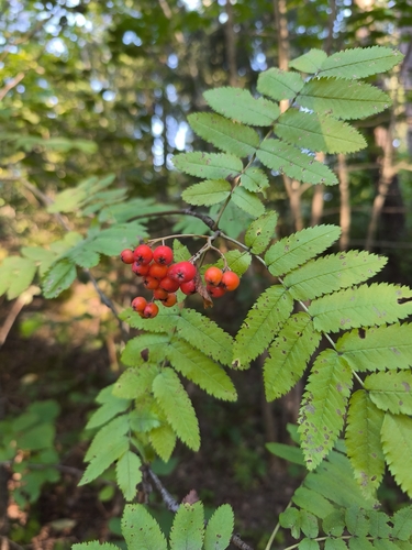 European mountain ash