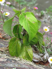 Passiflora ligularis