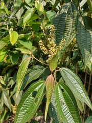 Miconia sylvatica