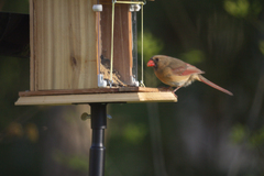 Cardinalis cardinalis