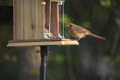 Cardinalis cardinalis