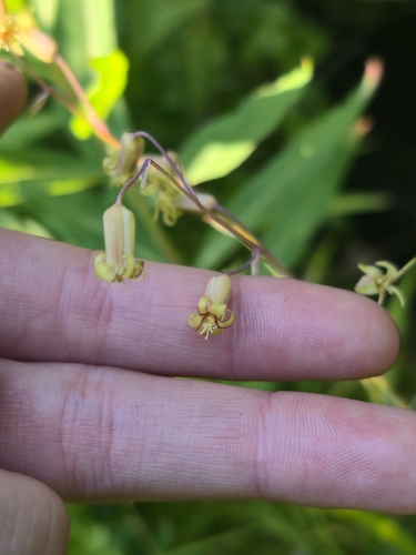 Anticlea occidentalis, photograph 4