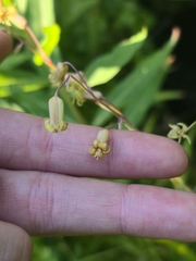 Anticlea occidentalis, photograph (c) Alex Reitan, some rights reserved (CC BY)