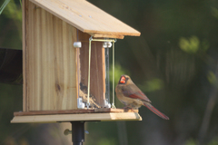 Cardinalis cardinalis