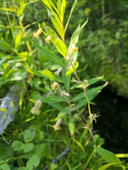 Anticlea occidentalis, photograph (c) Alex Reitan, some rights reserved (CC BY)