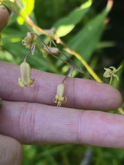 Anticlea occidentalis, photograph (c) Alex Reitan, some rights reserved (CC BY)