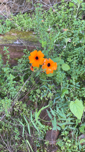 Black-eyed Susan vine