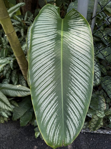 Goeppertia majestica, 2024-08-06