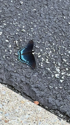 Red-spotted Admiral