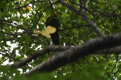 Cyanoramphus auriceps