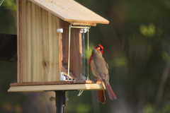 Cardinalis cardinalis