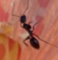 Camponotus sexguttatus