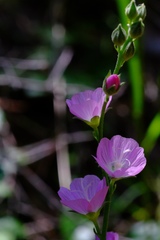 Sidalcea calycosa