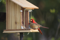 Cardinalis cardinalis