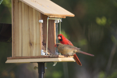 Cardinalis cardinalis