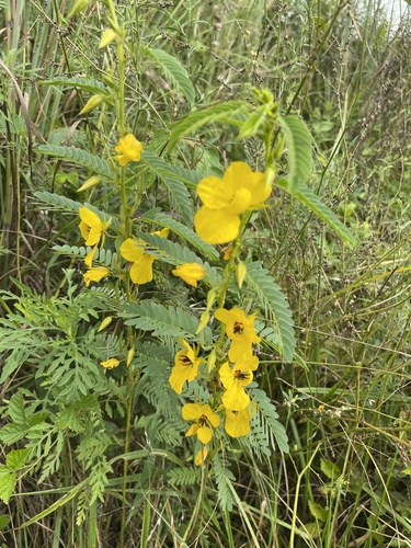 partridge pea