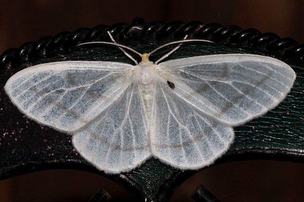 Leucula lucidaria