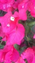 Bougainvillea spectabilis
