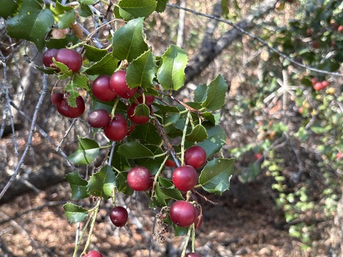 iNaturalist observation photo of hollyleaf cherry
