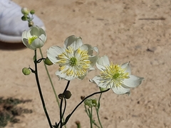 Thalictrum tuberosum