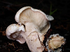 Leucopaxillus cerealis