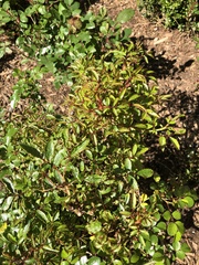 Rose rosette emaravirus