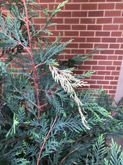 Pestalotiopsis funerea