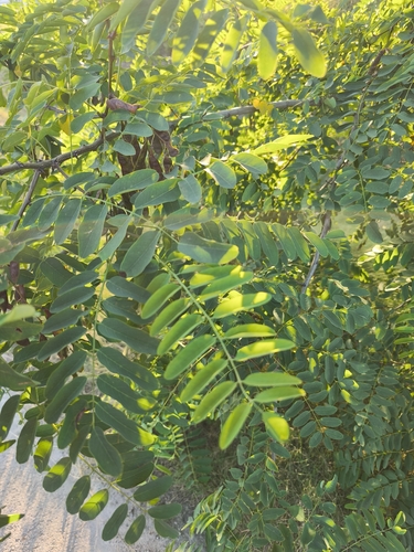 black locust