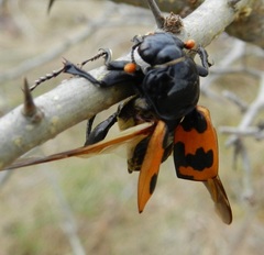 Nicrophorus marginatus