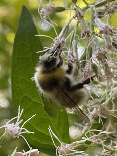 White-tailed bumblebee