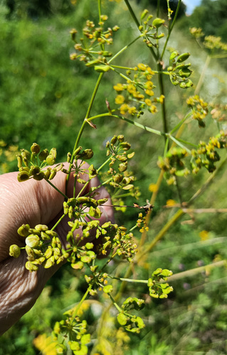 Наблюдение на iNaturalist