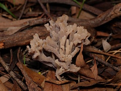 Clavulina vinaceocervina