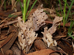 Clavulina vinaceocervina