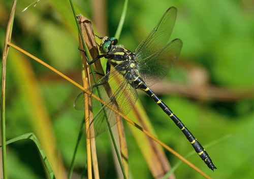 Golden-ringed Dragonfly