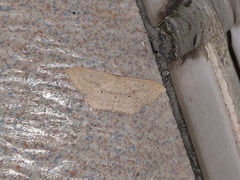 Cosymbiini