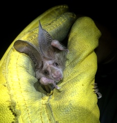 Macrotus californicus