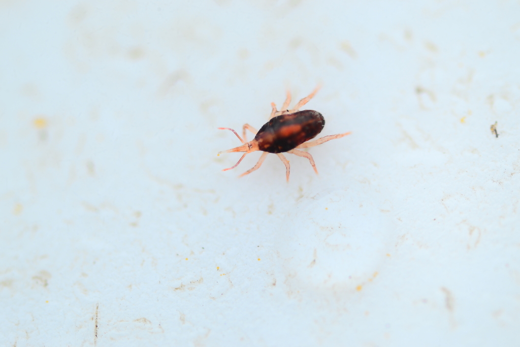 Biscirus silvaticus