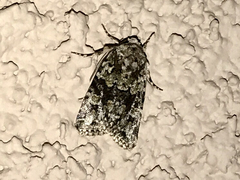 Eriopygini