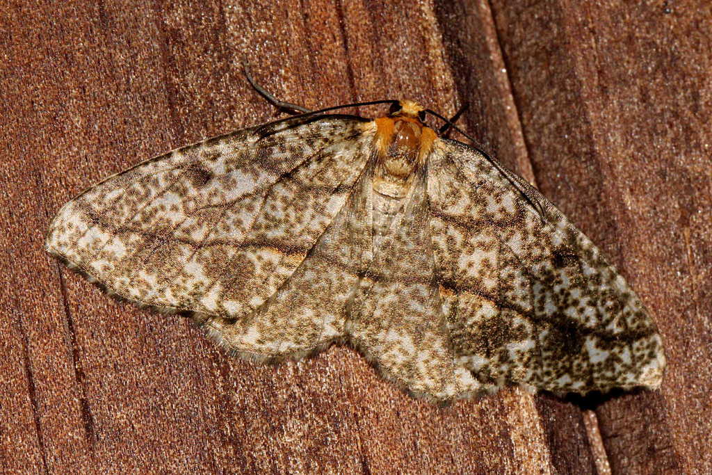 Nephodia