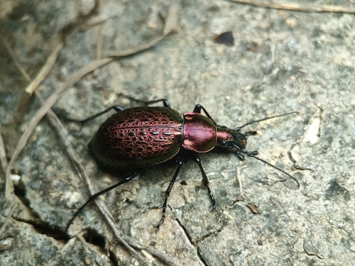 Carabus smaragdinus