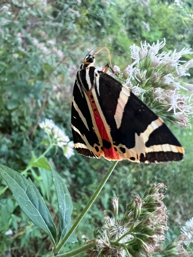 Jersey Tiger